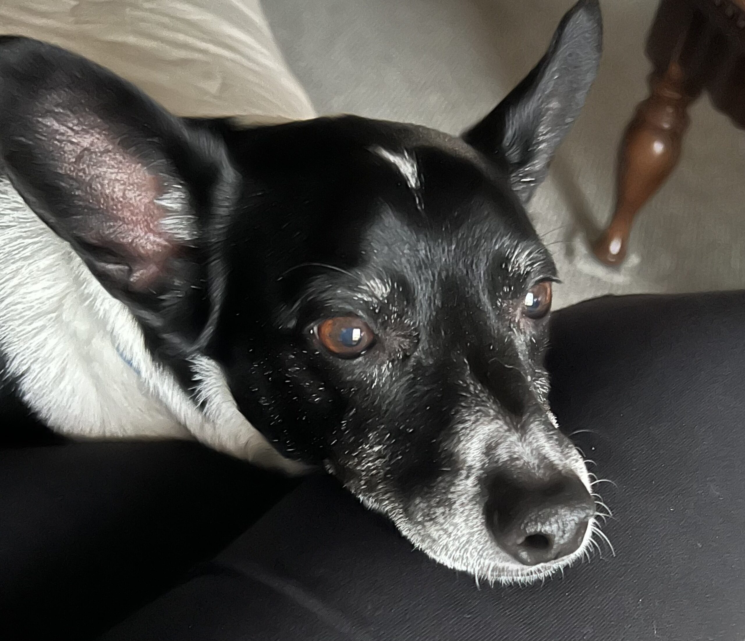 Loki: The Pampered Pup Who Runs the Show