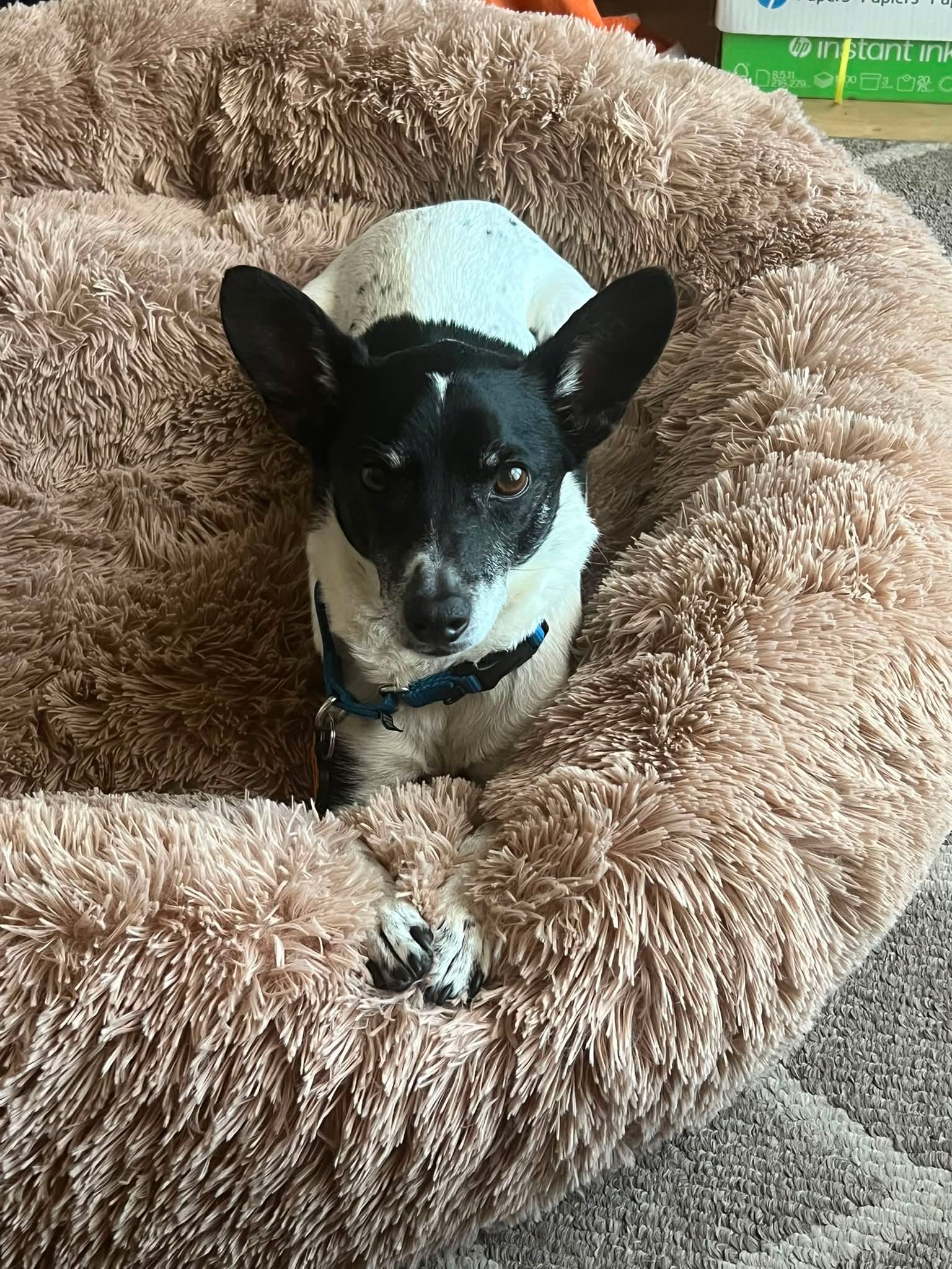 Since we all know pets rule the house anyway... 😂

Roll call! 🐾

Show me your furry (or feathered, or scaly!) best friend in the comments.

I'll start with my sweet boy, Loki. 🐶💙

Warning: This comment section may become the cutest place on the internet today! 🥰

#furbabies #Loki #lovemybaby #selfcare #love
