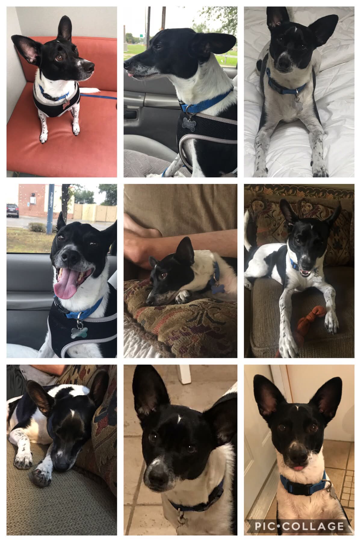 Happy National Dog Day to my favorite fur baby of all time!! I love you Loki Bear!! 💙🐾💙🐾